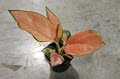 4" Aglaonema Geely Red